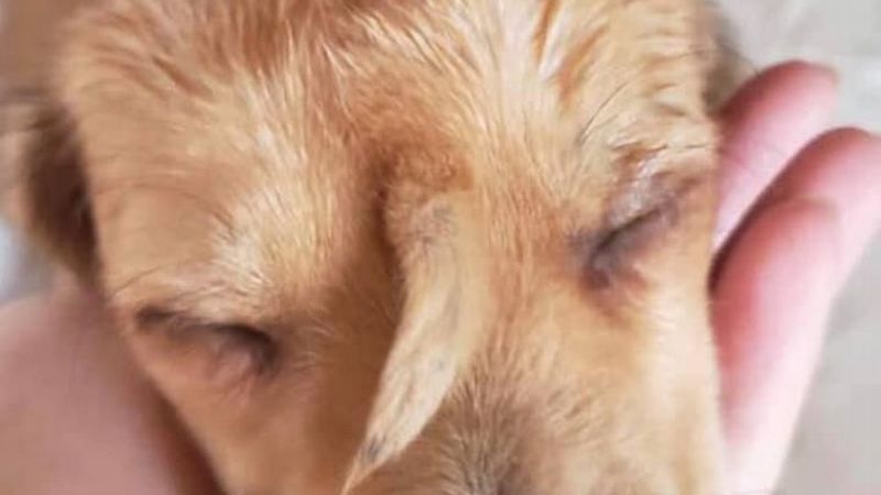 Insólito: nació un perro con una cola en la cabeza y fue abandonado