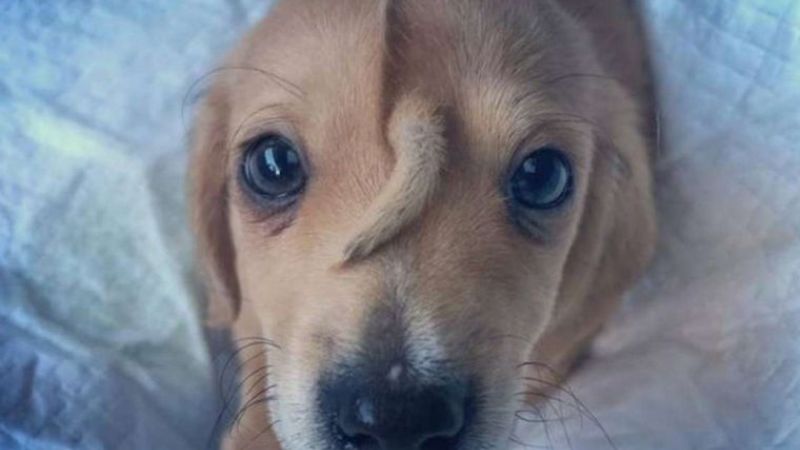 Insólito: nació un perro con una cola en la cabeza y fue abandonado