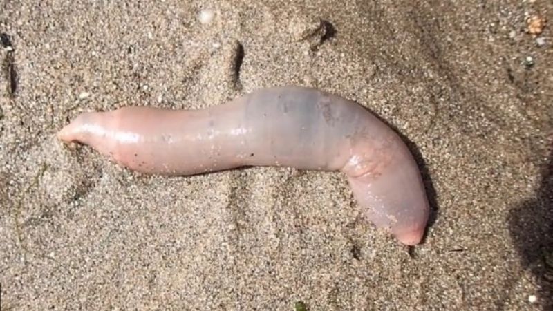 Aparecieron miles de “peces pene” en una playa de California