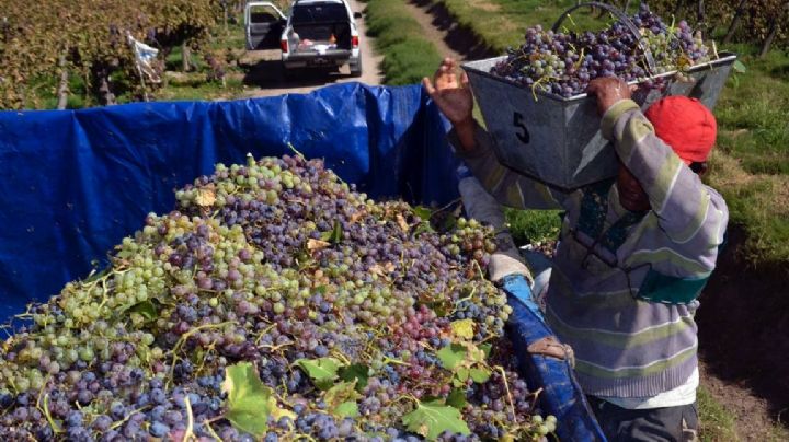 INV: estiman que la cosecha de uva tendrá una disminución del 6,39% respecto al 2020