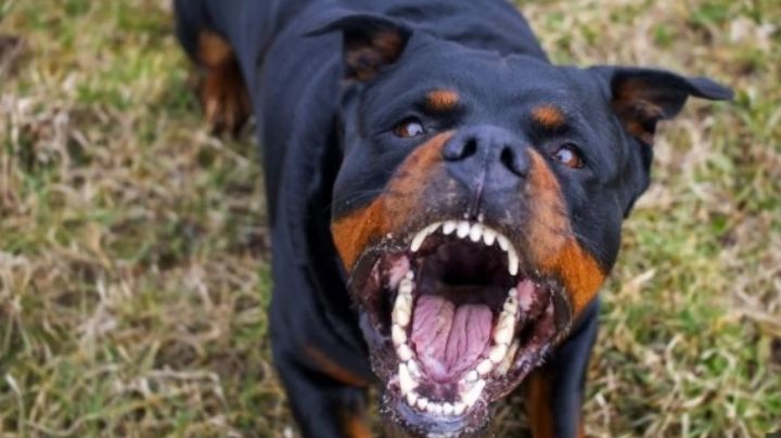 Tras los ataques: 11 provincias buscan controlar la tenencia de perros peligrosos