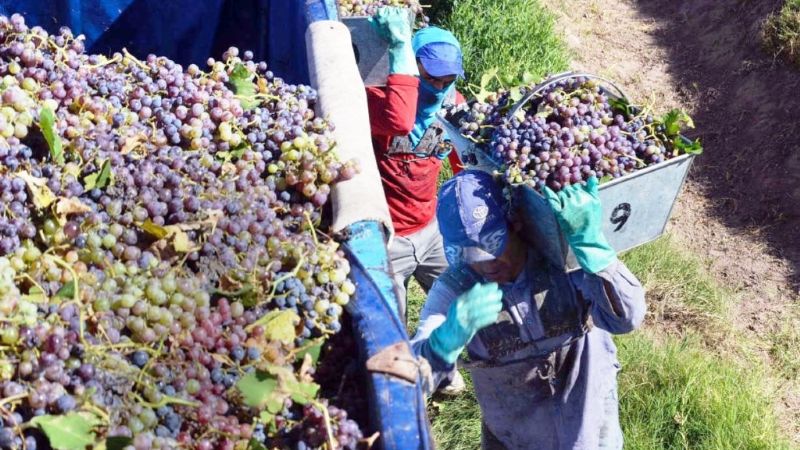 Cosecha 2019: el Gobierno pagó a viñateros $240 millones por la compra de uvas