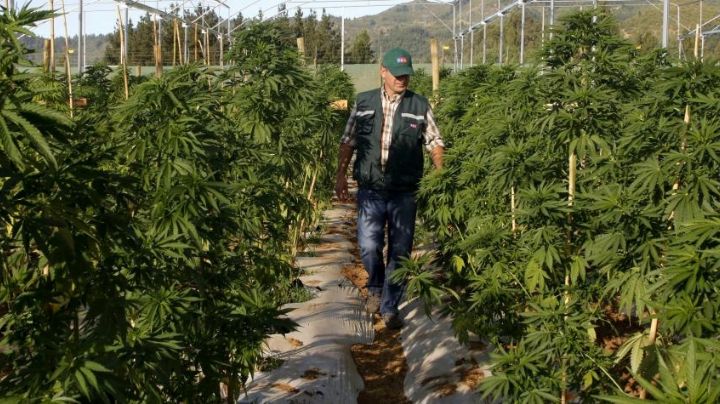 San Juan quiere tener su empresa vinculada a la producción de cannabis medicinal