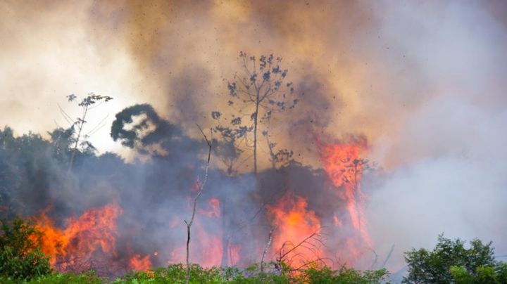 Argentina ofreció colaboración a Brasil y Bolivia para combatir los incendios en la Amazonia