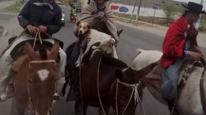Sanjuaninos hicieron una travesía a caballo por más de 500 km y un perro fue "el ángel" que los acompañó