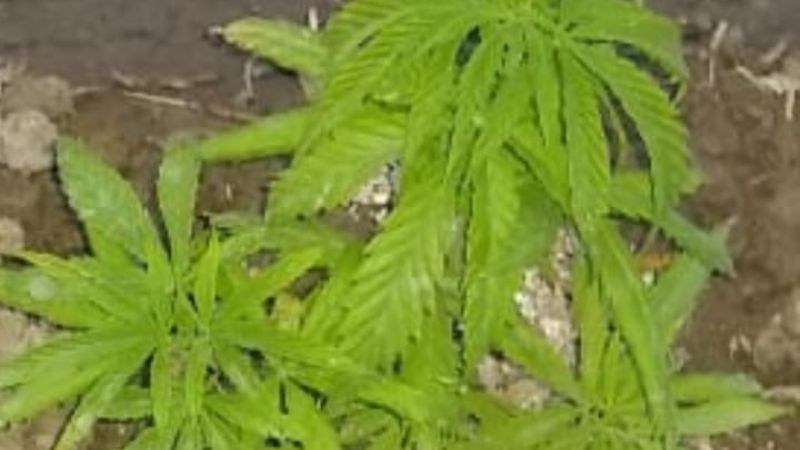 Jáchal: los atraparon con 174 plantas de marihuana