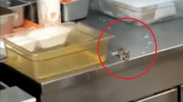 Video: apareció un ratón en una local de comidas rápidas y cayó en una freidora