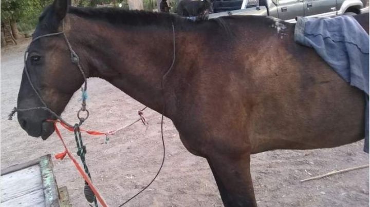 Dos menores robaron caballos para ir a cometer otro delito en Sarmiento