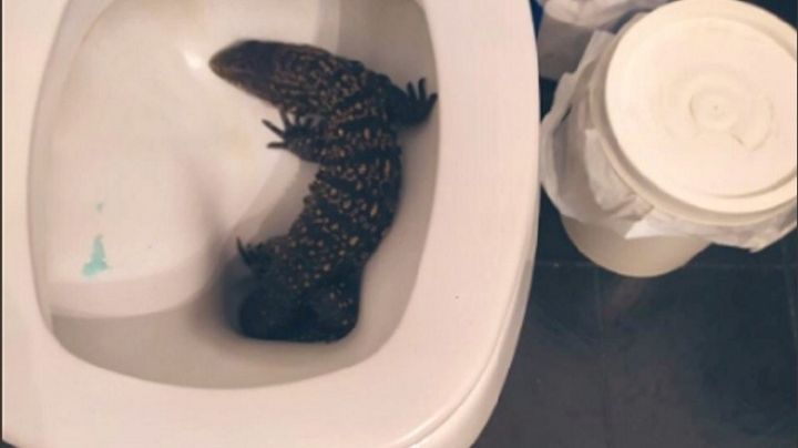 Tremendo: fue al baño en la madrugada y apareció un lagarto intentando salir del inodoro