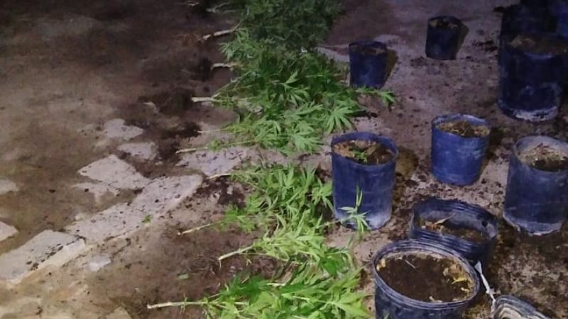 Buscaban elementos robados y encontraron una plantación de marihuana