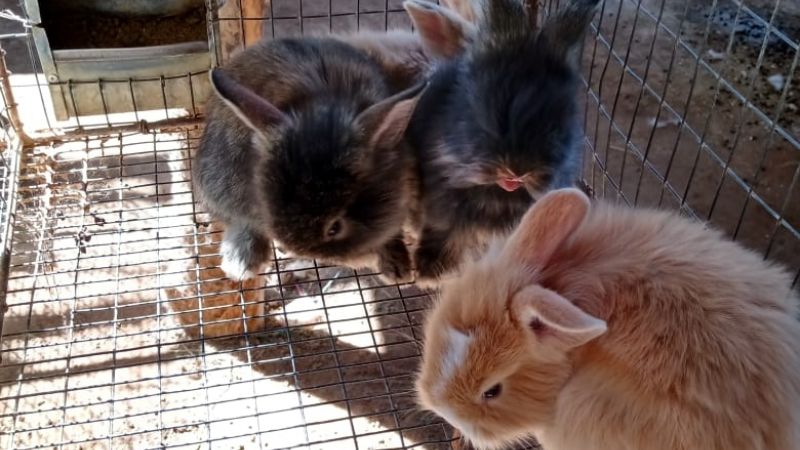 Furor en San Juan por la compra de conejitos para mascotas