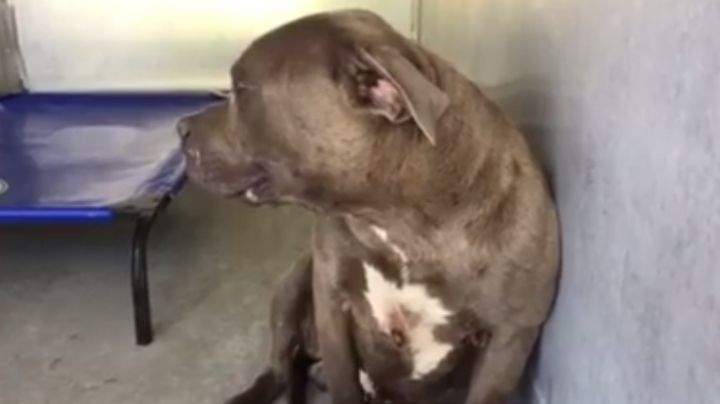 Así reaccionó un pitbull al ser acariciado por primera vez y se hizo viral