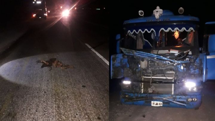 Un camión chocó contra un caballo en Sarmiento
