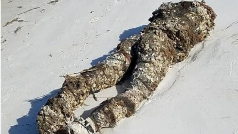 Terror en una playa: apareció una figura humana sin cabeza y cubierta de algas
