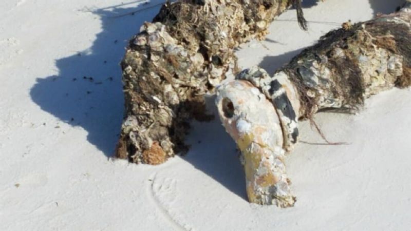 Terror en una playa: apareció una figura humana sin cabeza y cubierta de algas
