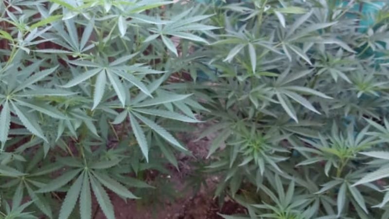 Iban por objetos robados y hallaron 21 plantas de marihuana en Zonda