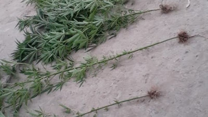 Iban por objetos robados y hallaron 21 plantas de marihuana en Zonda