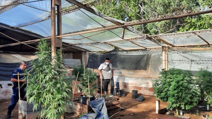 Plantas de cannabis en invernadero, marihuana y más de $200 mil secuestrados en operativos en San Juan