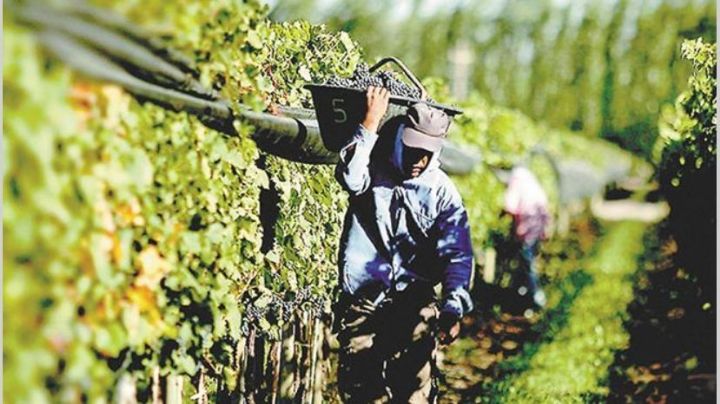 Crecen las expectativas de los viñateros de lograr un precio justo por el kilo de uva