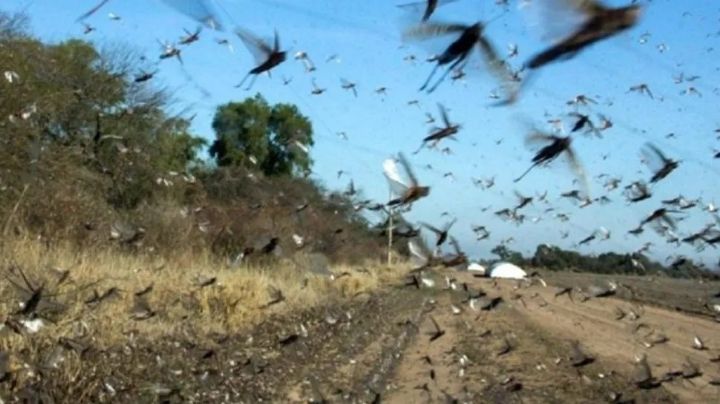 Impactante: una plaga de langostas llegó a Corrientes y preocupa a Brasil y Uruguay