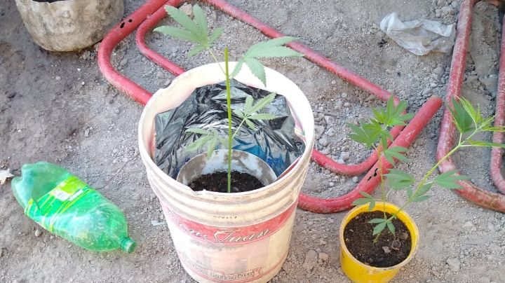 Allanaron una vivienda en busca de herramientas robadas y encontraron plantas de marihuana