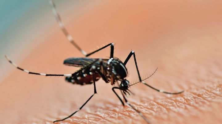 Se registró un descenso en la curva de casos de dengue en el país