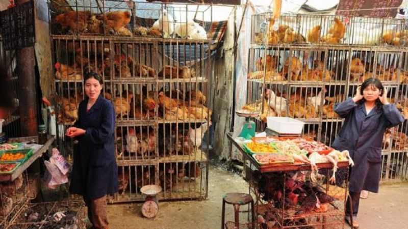 China cerrará los mercados donde se venden aves vivas