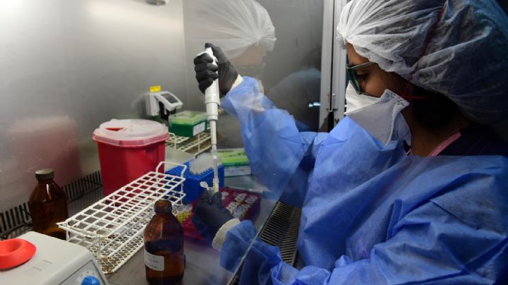Advierten un aumento del virus Chapare: la OMS confirmó que se transmite de persona a persona