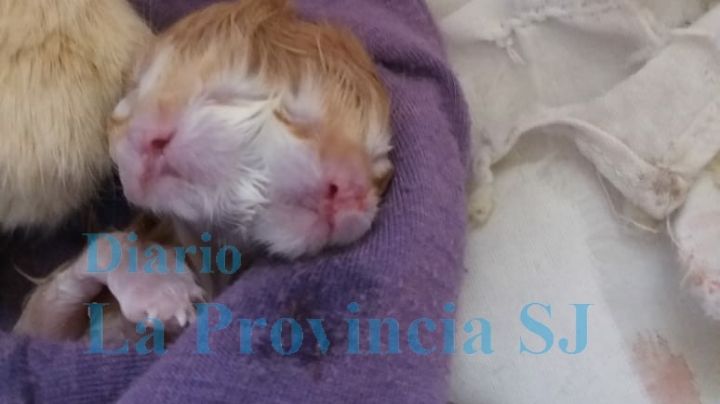 Gato sanjuanino con 2 caras: ¿qué es la diprosopia, la malformación que afectó al animal?