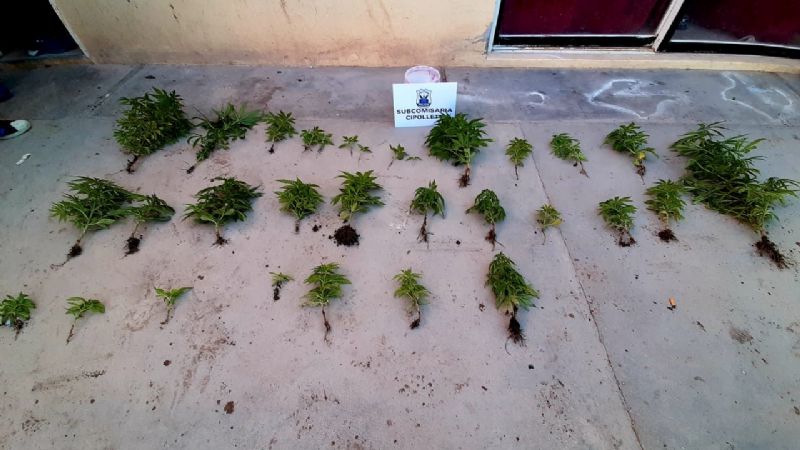 Sorpresa en el barrio Valle Grande: hallaron 30 plantas y 80 cigarrillos de marihuana en una casa