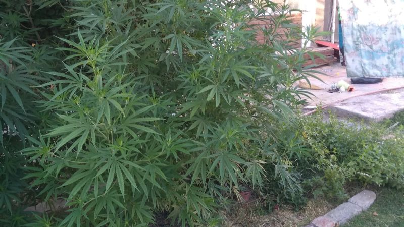 Allanaron una casa en busca de objetos robados y encontraron plantas de marihuana de 3 metros