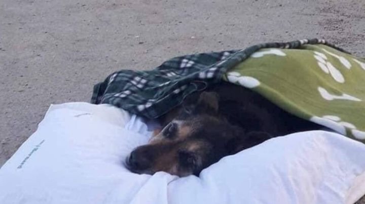 No te mueras: dueño llevó a su perra en estado terminal para que vea por última vez el mar