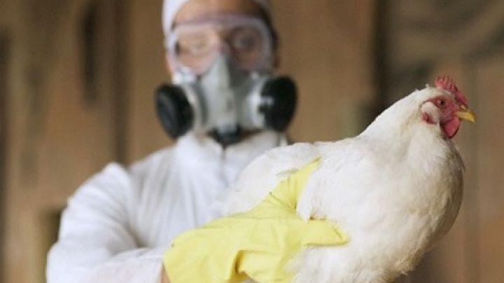 No se detectaron nuevos casos de influenza aviar en el país en la última semana