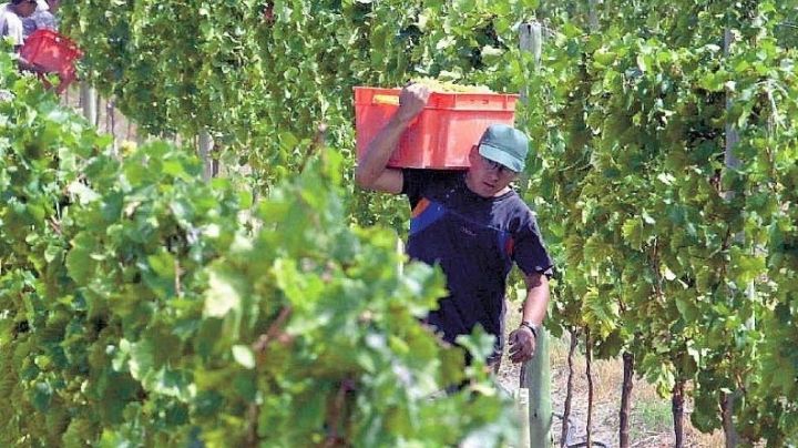 Hubo acuerdo: trabajadores de las viñas y bodegas recibirán un aumento salarial del 57%