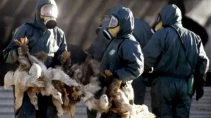 Detectaron el primer contagio mundial de gripe aviar H10N3 en personas y hay alerta en China