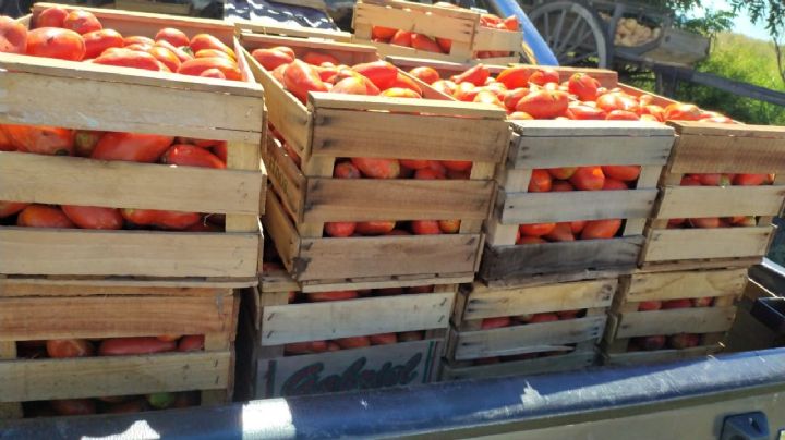Tras el temporal en la Costa Atlántica, habrá faltante de tomate y morrón en todo el país