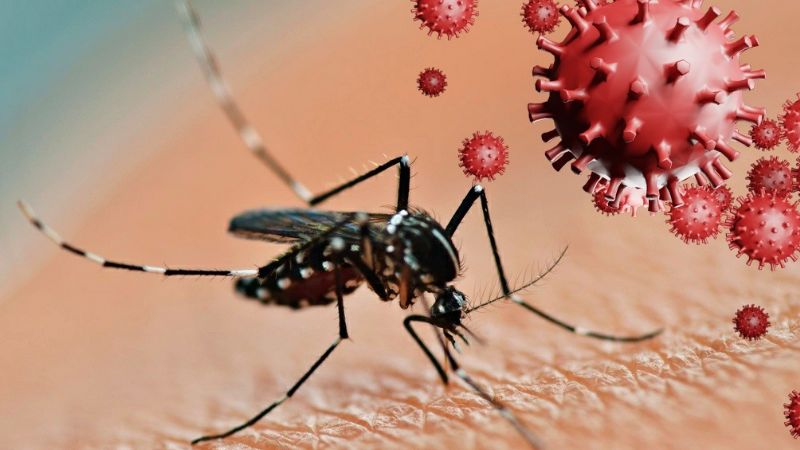 San Juan: el dengue complica los síntomas del covid y piden responsabilidad social para eliminar el mosquito