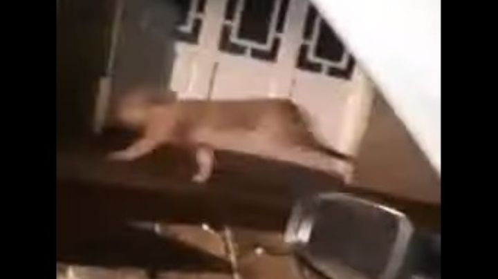 Video: temor por un puma suelto en el centro de una localidad bonaerense