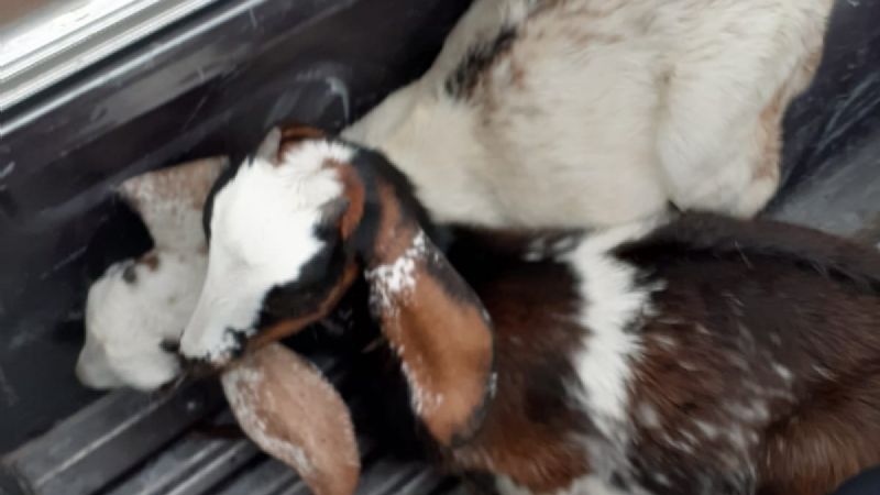 Detuvieron a 2 hermanos que habían robado 7 cabras en Albardón
