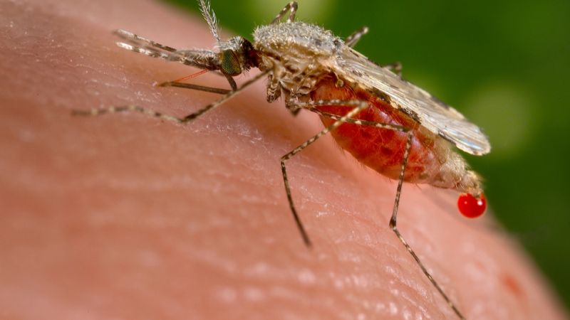 Para saber: ¿Por qué los mosquitos se sienten más atraídos por algunas personas?