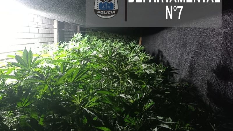 Hallaron un invernadero de marihuana en una casa de Santa Lucía