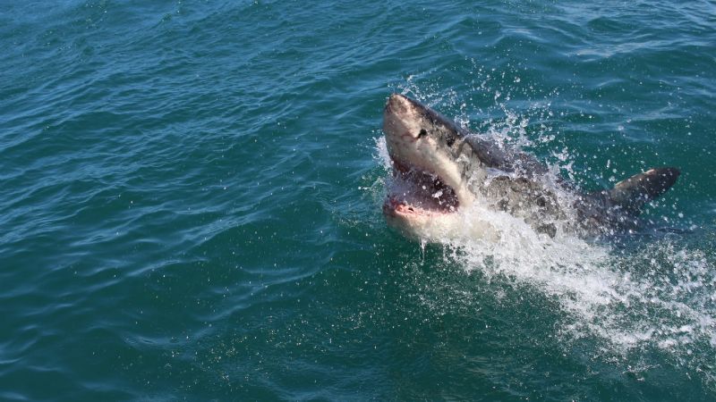 Alerta por un tiburón en Mar del Plata: pesaría más de 100 kilos y quedó registrado en un video