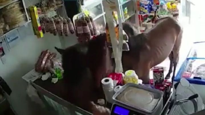 Video: 2 caballos entraron a un kiosco y enloquecieron a una mujer