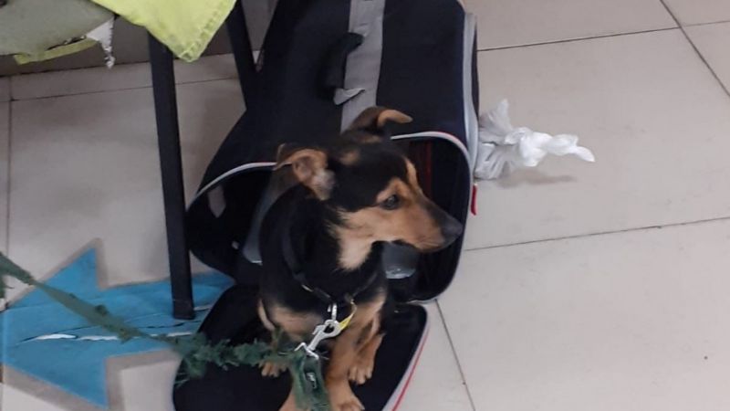 Un perro quedó demorado en Ezeiza por falta de documentación