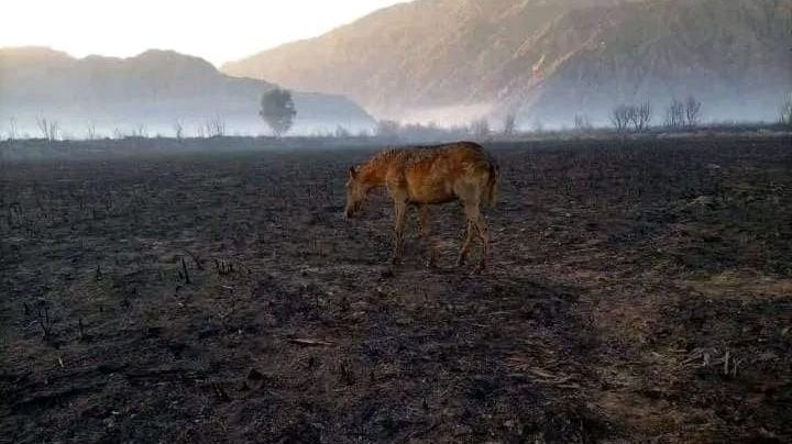 Una campaña solidaria busca ayudar a los animales quemados en el incendio de Zonda
