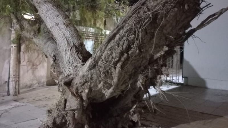 Caída de postes y árboles: las consecuencias del fuerte viento en Jáchal