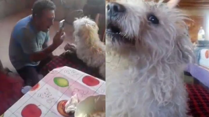 El eufórico festejo de un perro sanjuanino por el triunfo de River se hizo viral