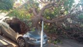 Inesperado: cayó un árbol en Capital y aplastó a tres autos