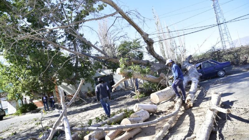 Caída de grandes árboles y destrozos: lo que dejó el intenso viento Sur en San Juan