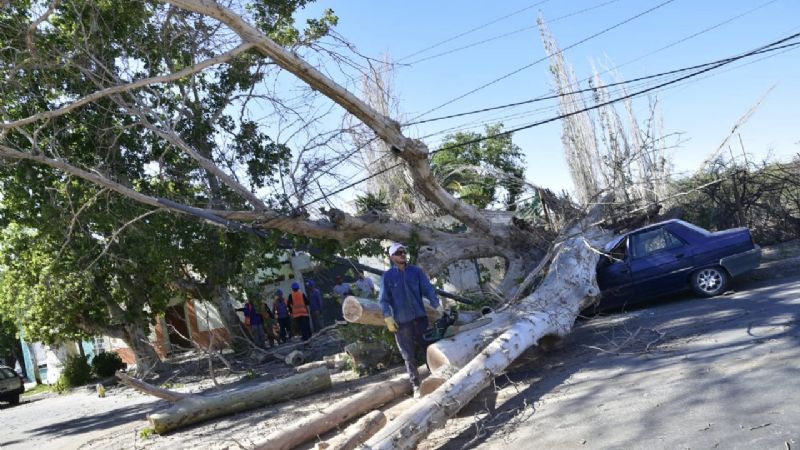 Caída de grandes árboles y destrozos: lo que dejó el intenso viento Sur en San Juan
